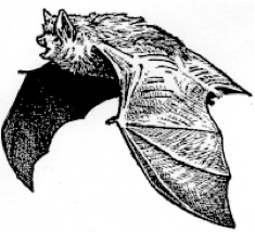 Bats and latitudinal diversity gradients