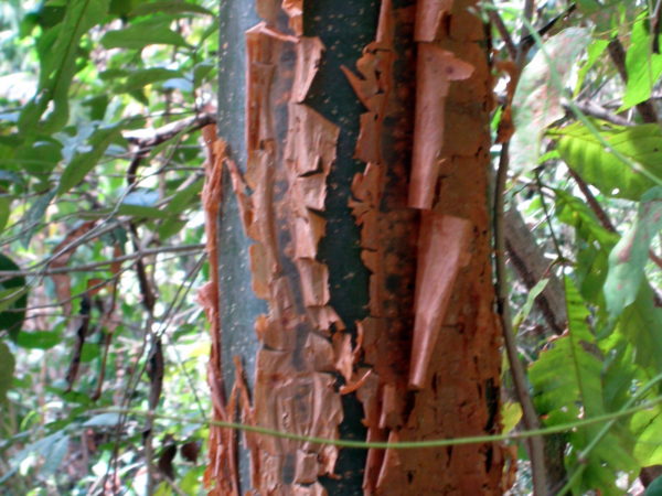 tree trunk with flaky bark
