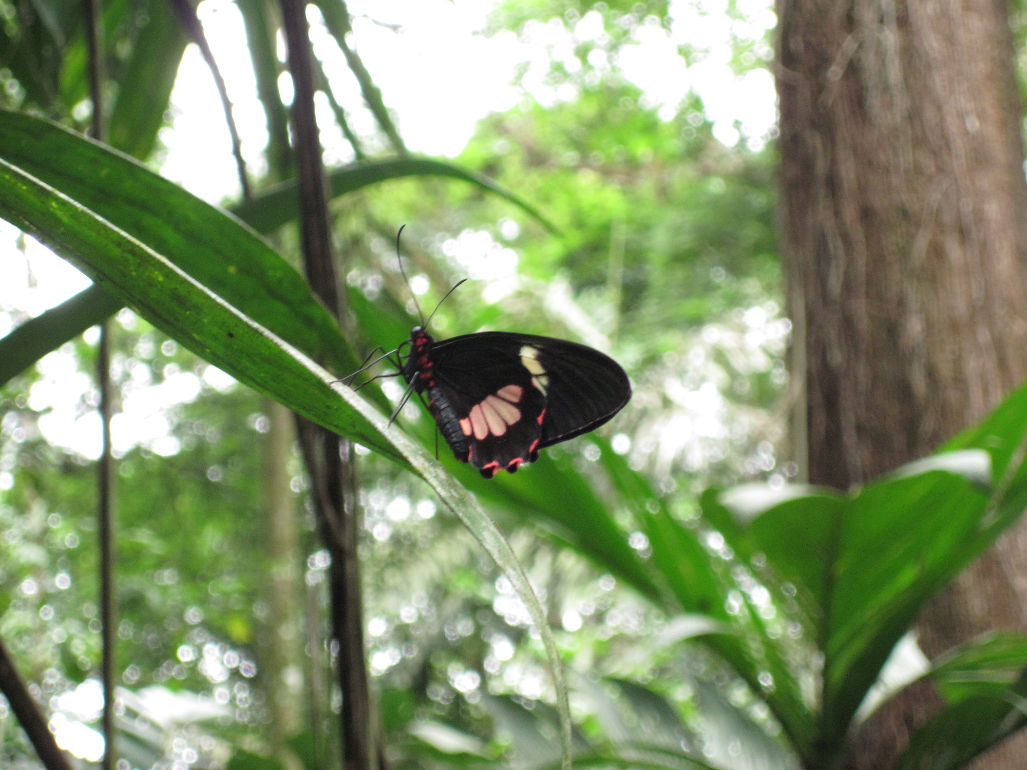 black, red, white butterfly