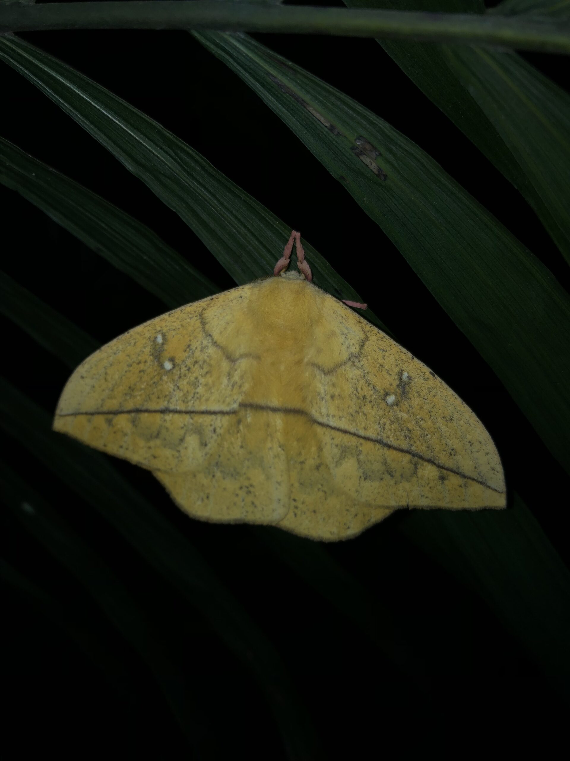 yellow moth with a horizonal brown line