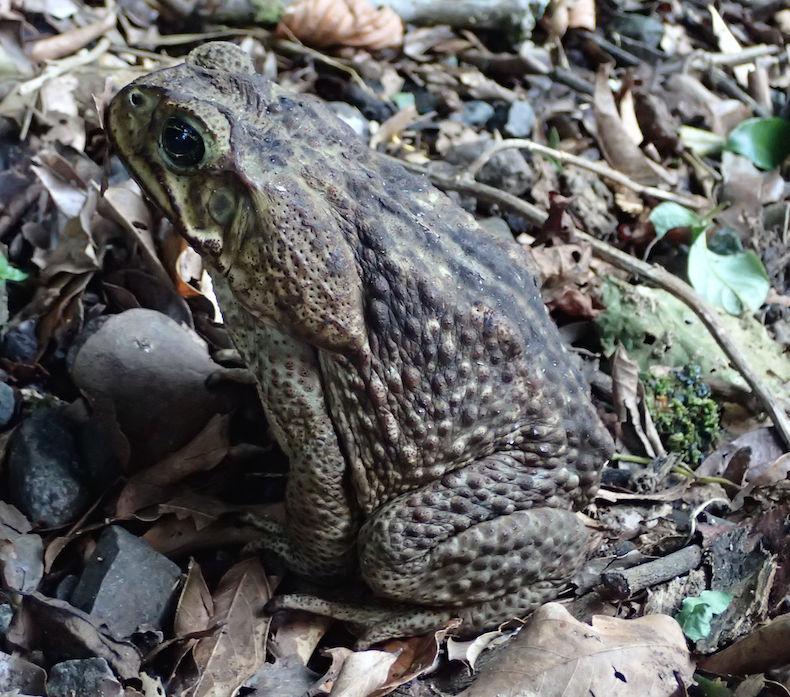toad with large salivary gland