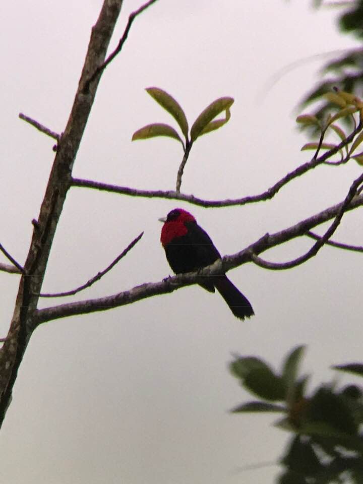 red bird perched on branch