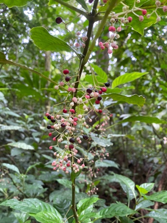image of red berries