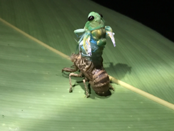 image of cicada molting