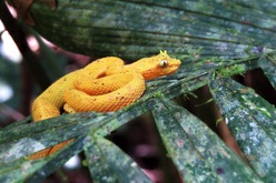 orange snake