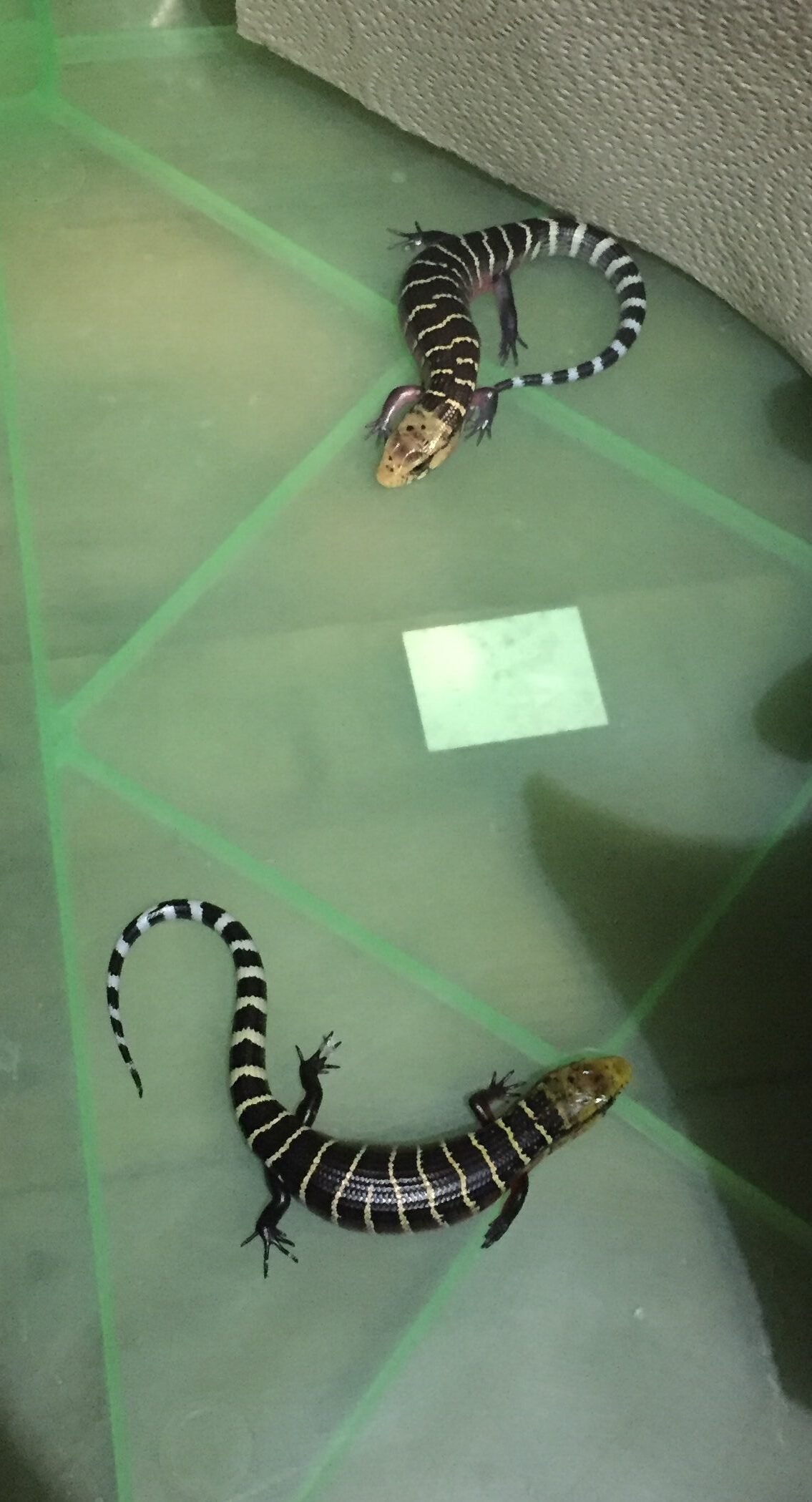 two striped skinks in container