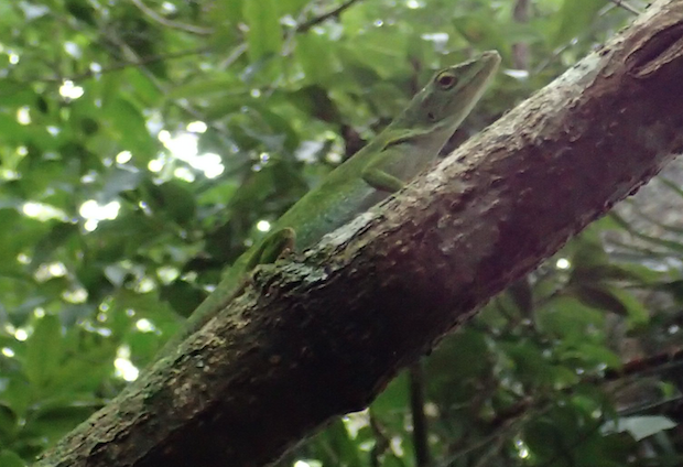 green lizard in tree