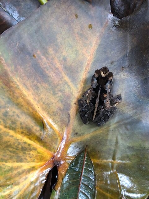 toad on leaf