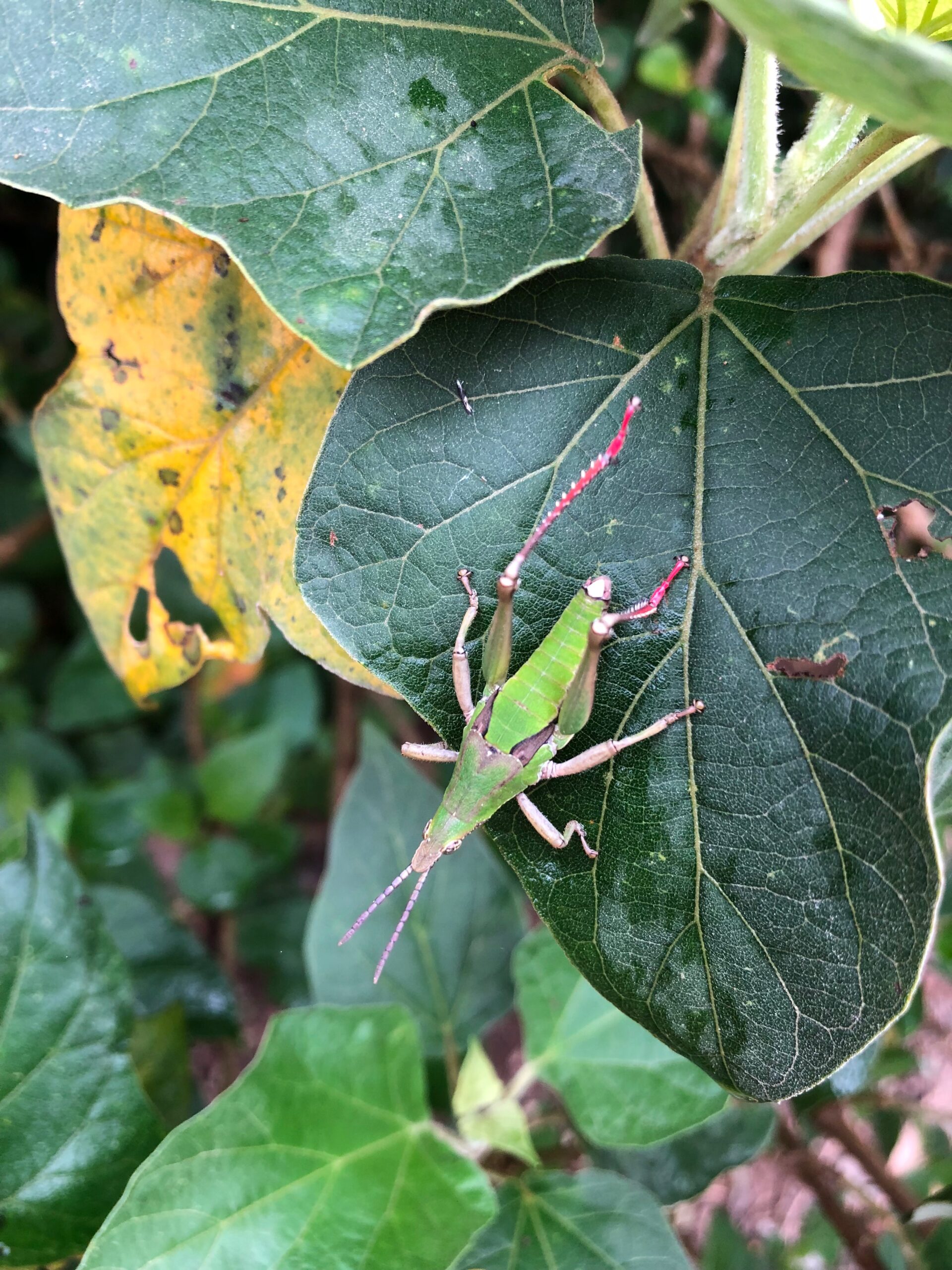 large green insect on leaf