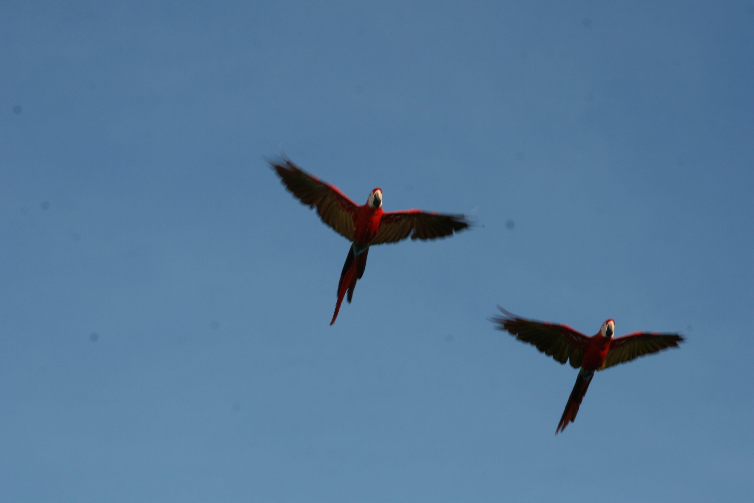red birds in flight
