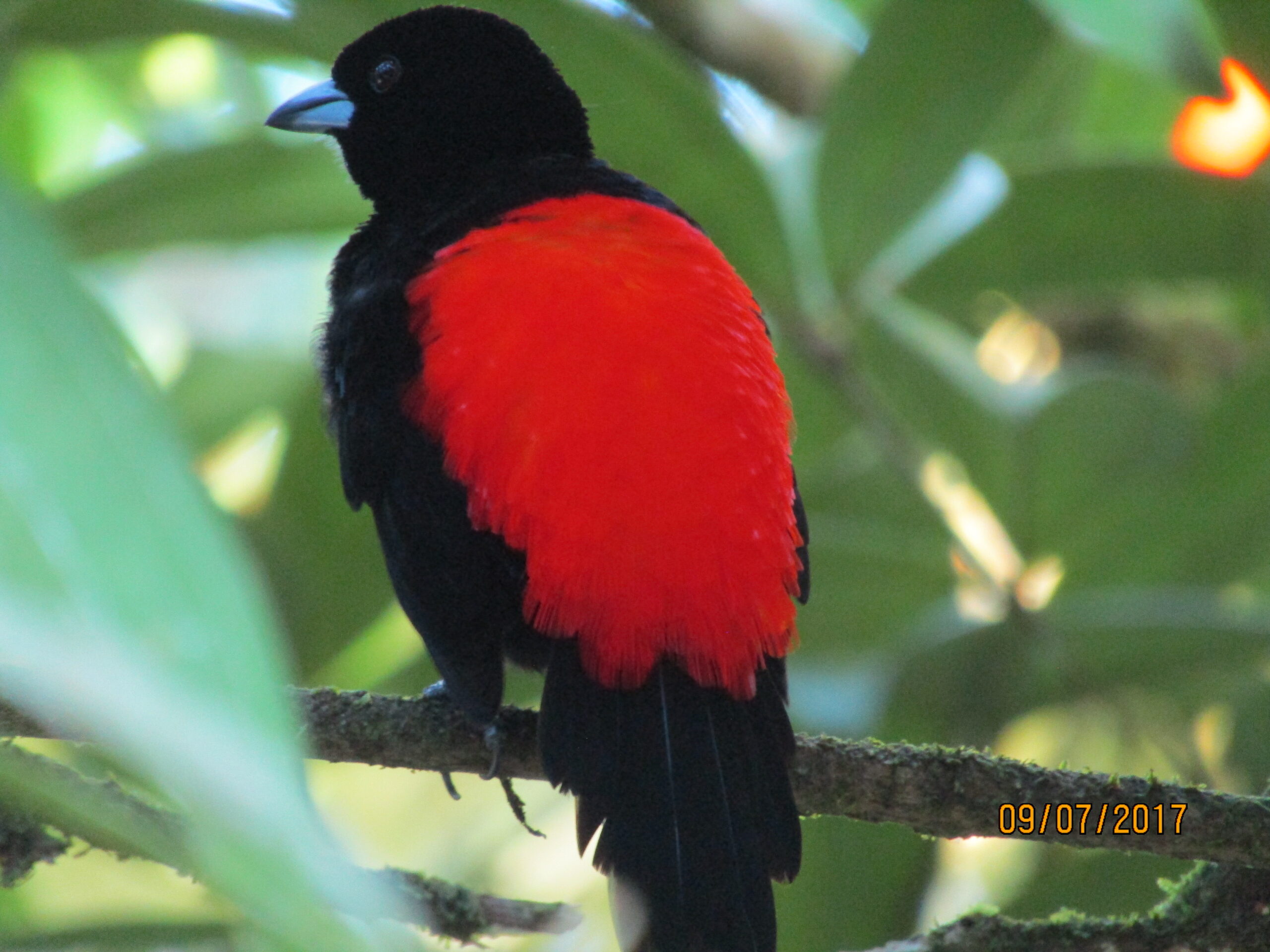 red and black bird perched