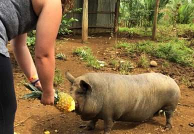 pig fed pineapple