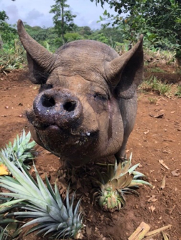 upclose of pig with pineapple surrounding