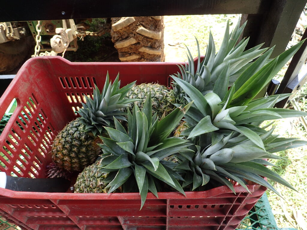  pineapples in grocery basket