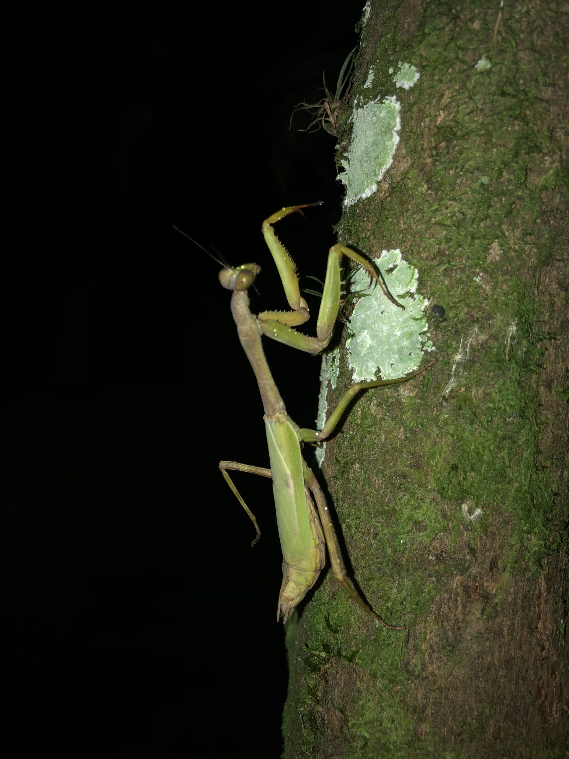 mantis on tree