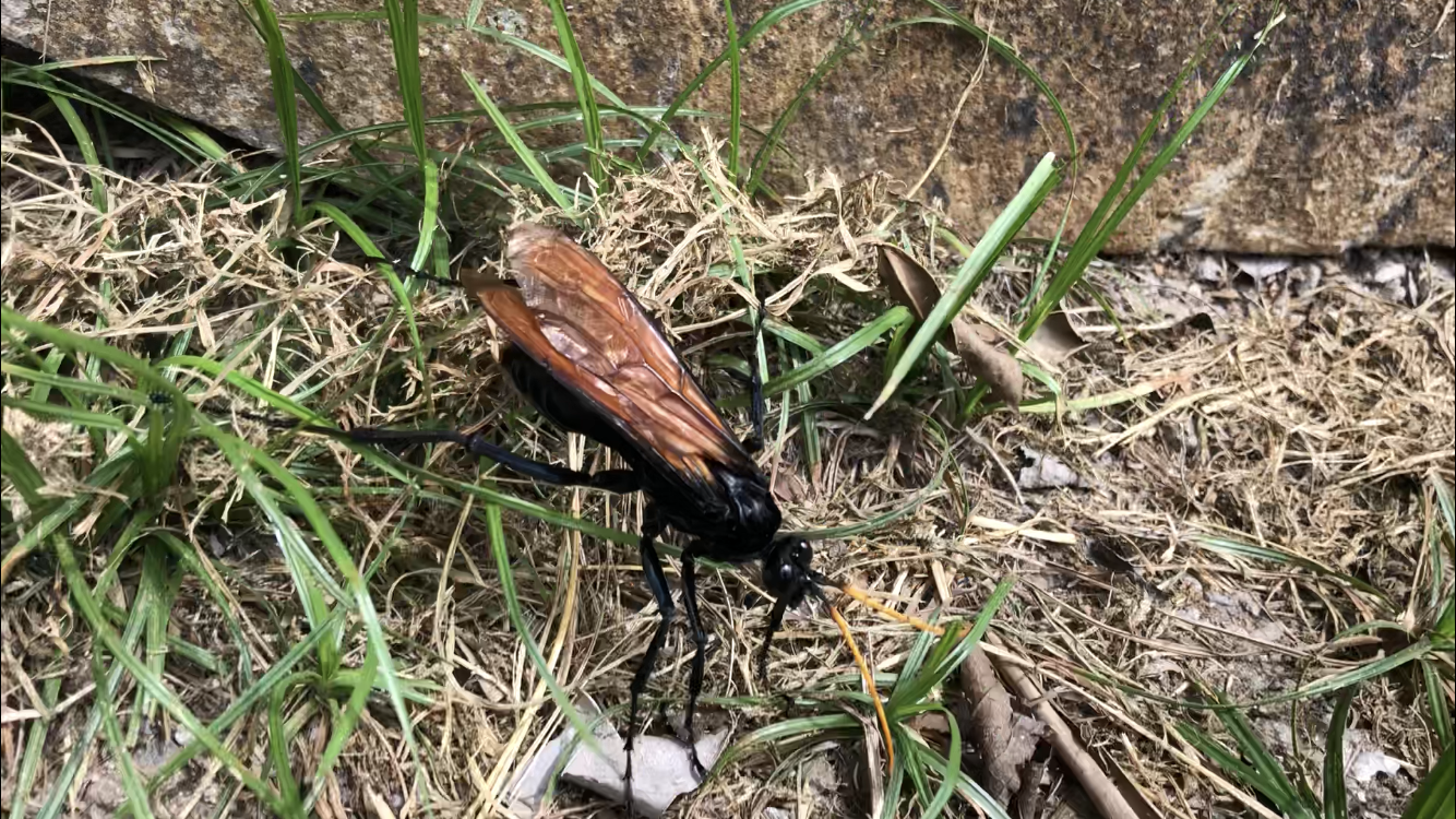 wasp on ground