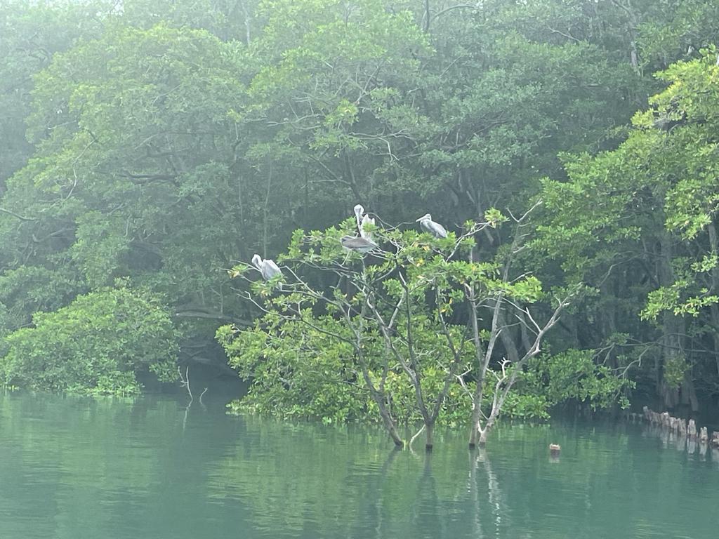 white birds perched in mangrove