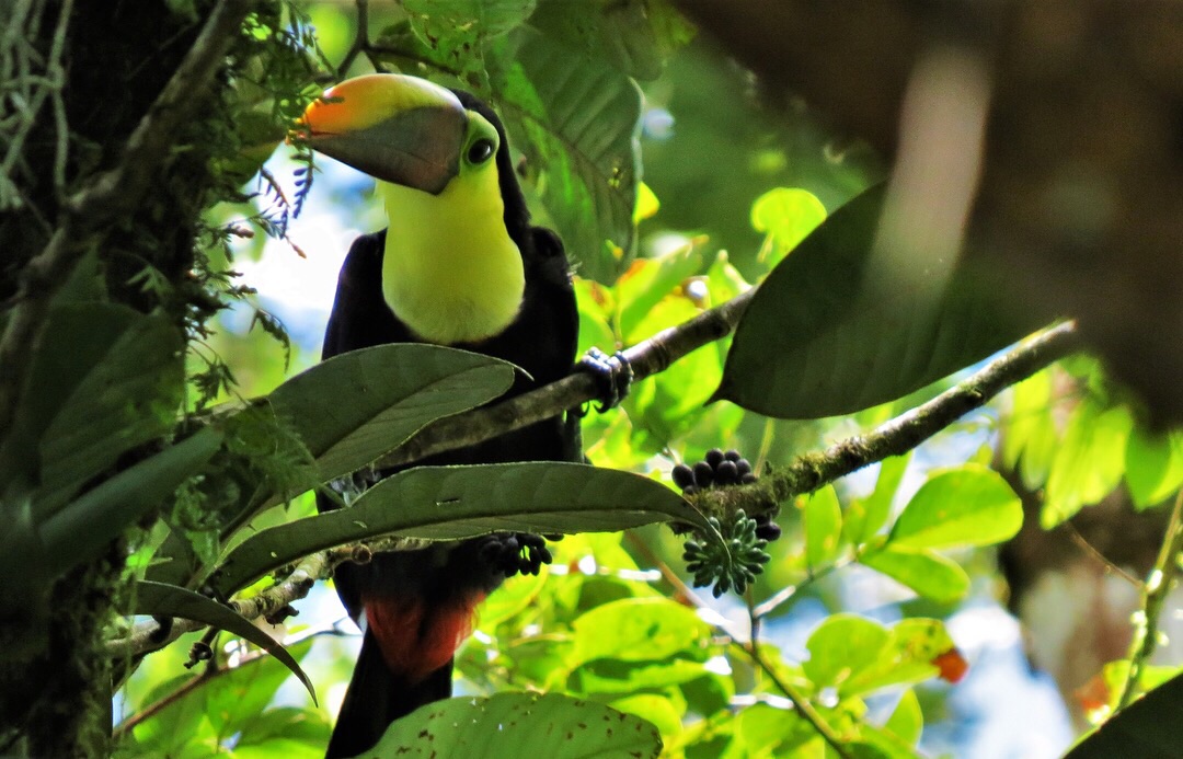 toucan in forest