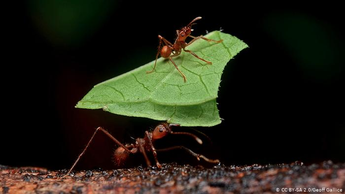 Leaf-cutter Ants: The Tiny Farmers of Costa Rica