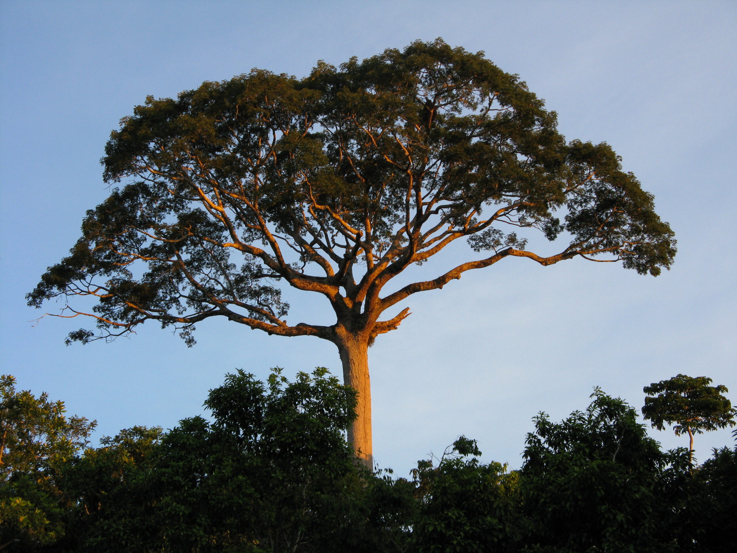 The Ceiba tree at Tirimbina 