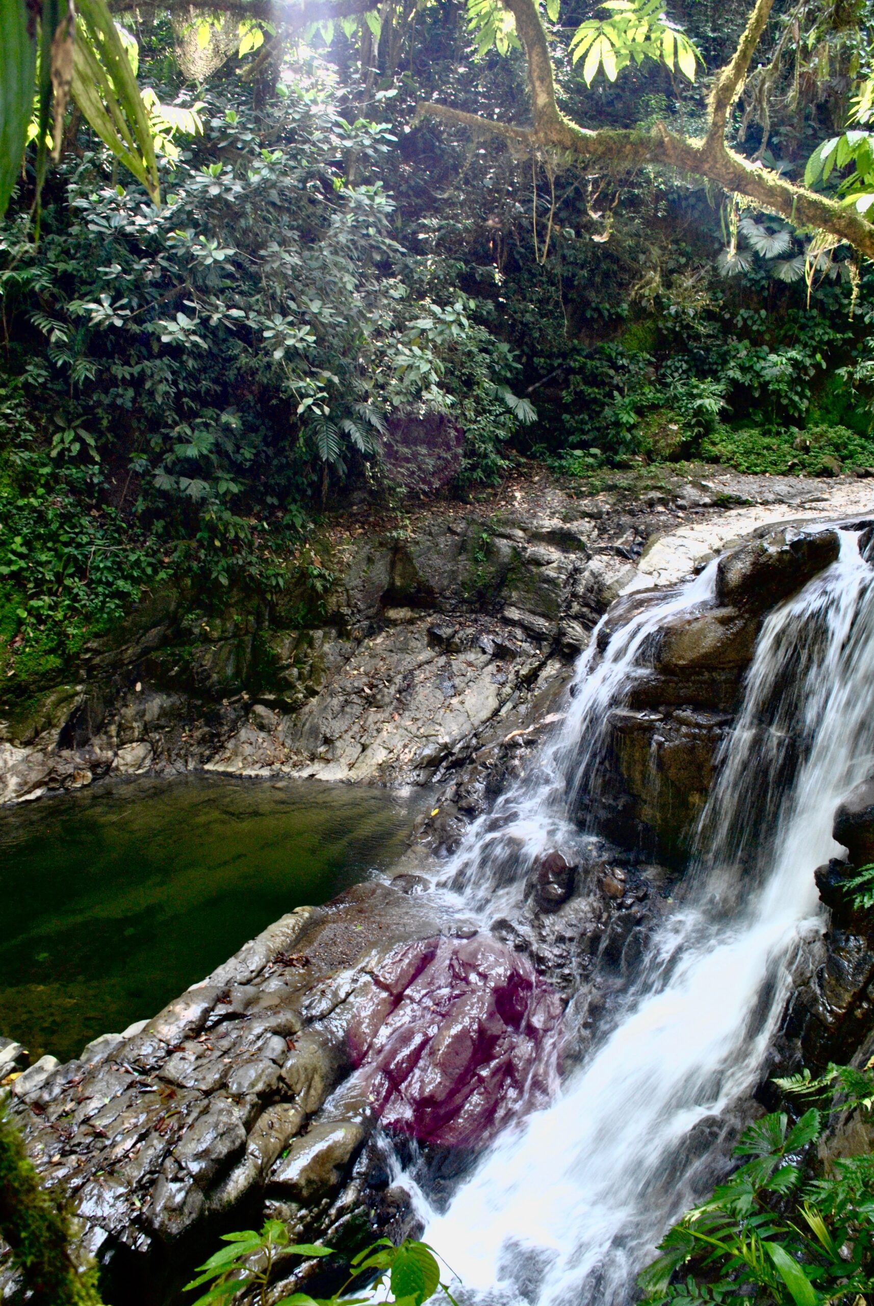 Veragua Rainforest