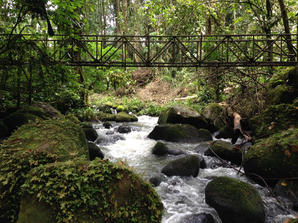 Floating through the Forest: La Selva