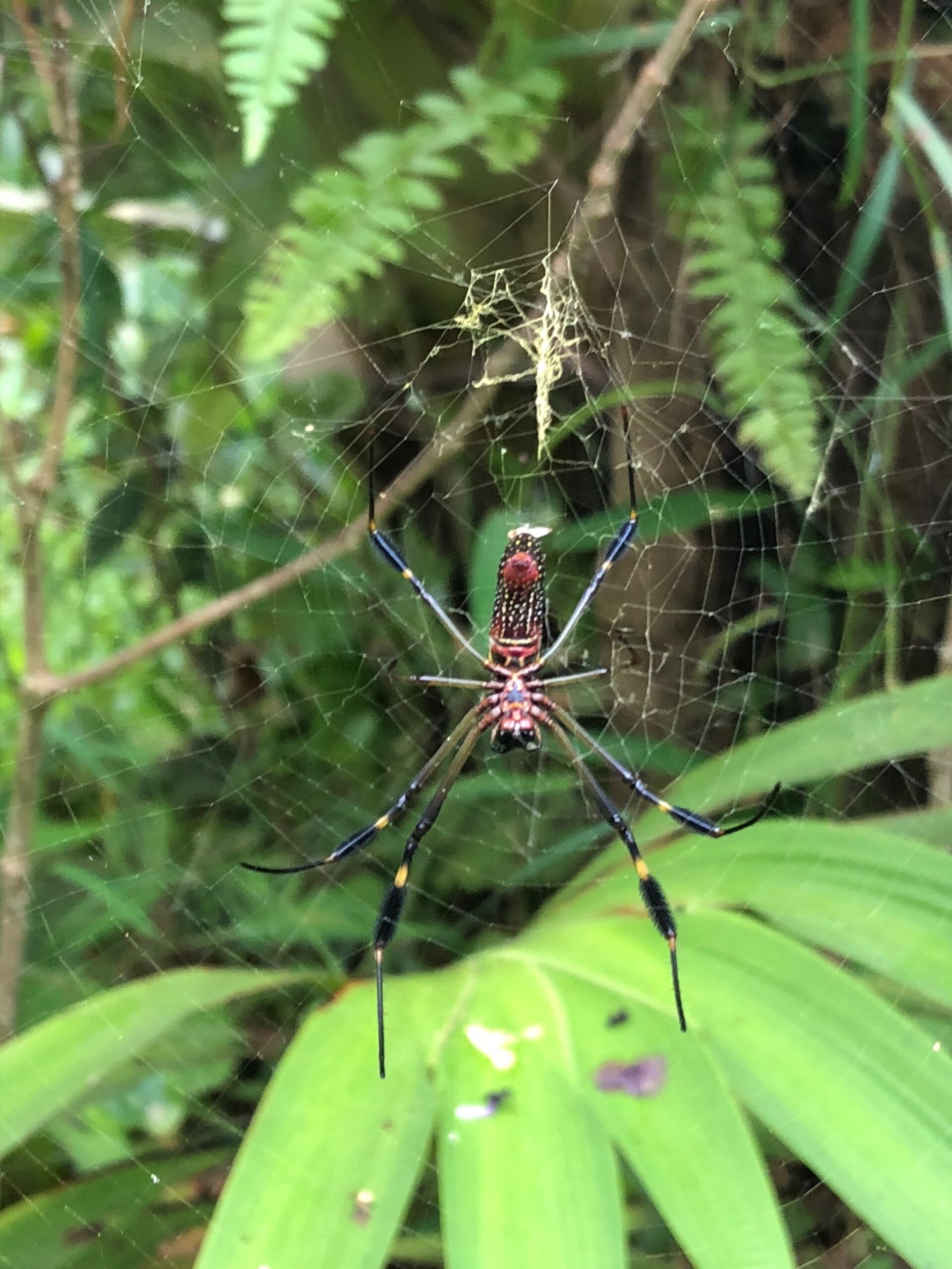 Spiders of Costa Rica