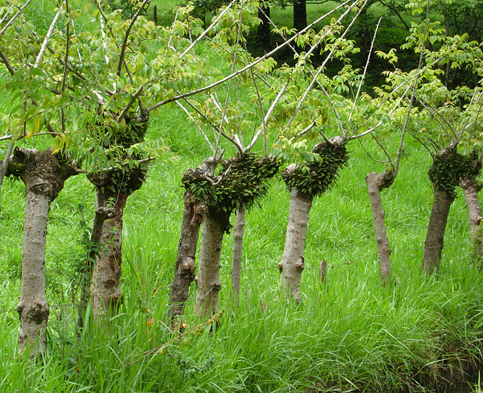 Living Fence Posts in Costa Rica