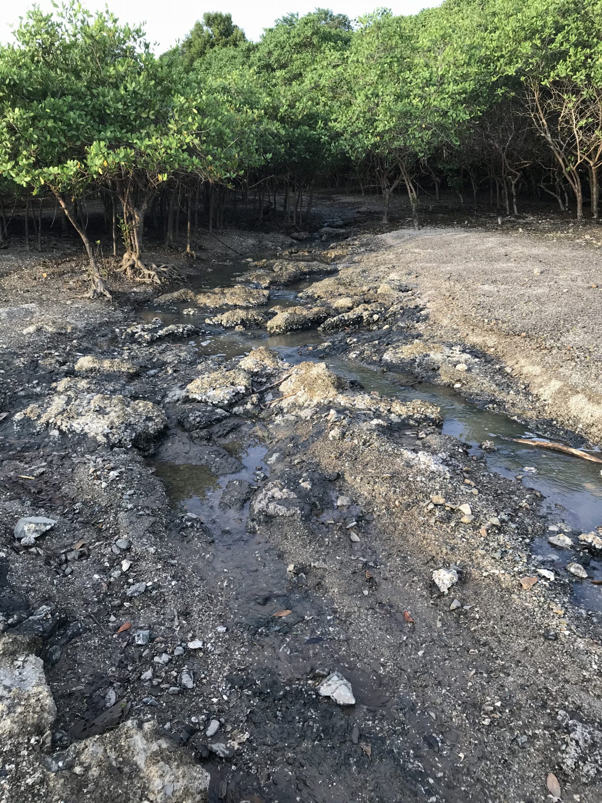 Mangroves of Costa Rica