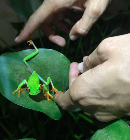red eyed frog hands for scale
