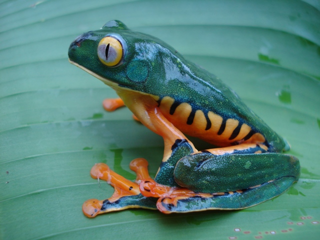 Fantastic Frogs of Costa Rica