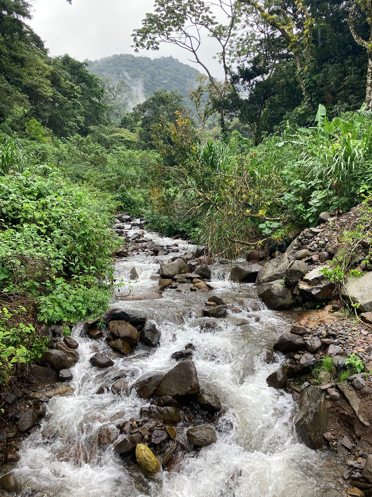 The Effect of Discharge on Leaf Litter Decomposition in Tropical Streams