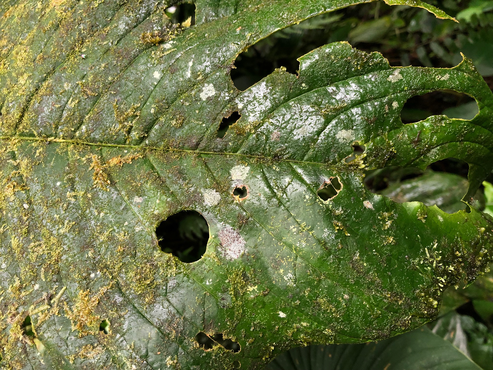 The Effect of Epiphyllous Lichen Cover on Leaf Water Retention